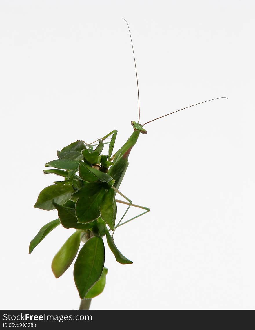 Praying mantis sitting on leaves