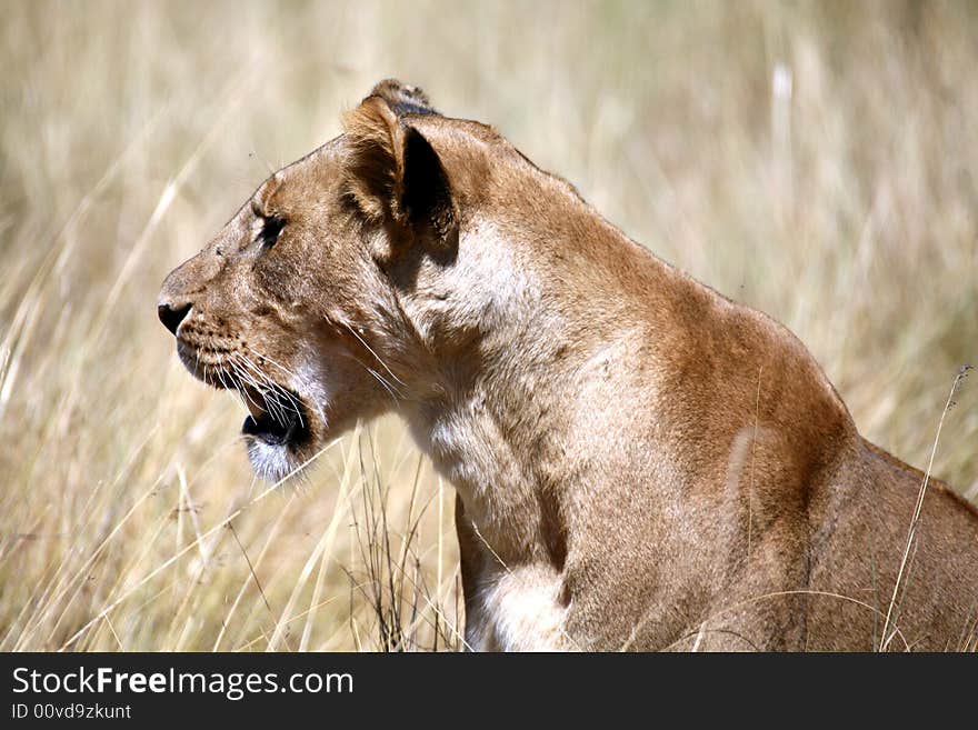 Lion Cub Sitting In The Grass