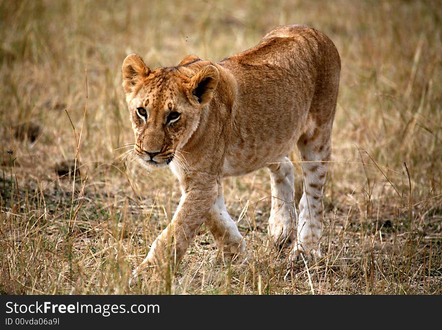 Lion cub walking through the grass