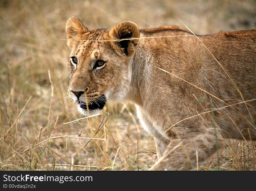 Lion cub walking through the grass in the Masai Mara Reserve in Kenya