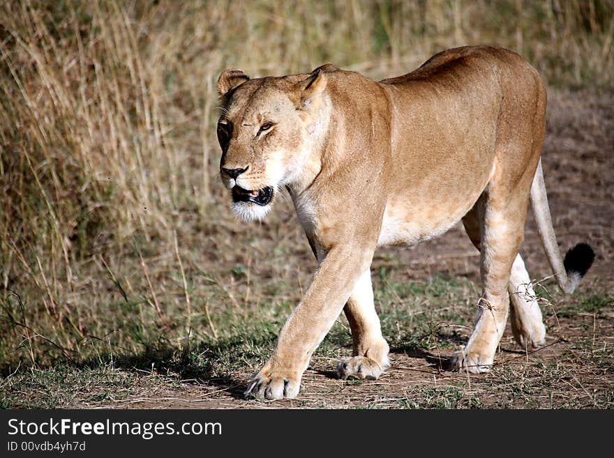 Lioness walking through the grass