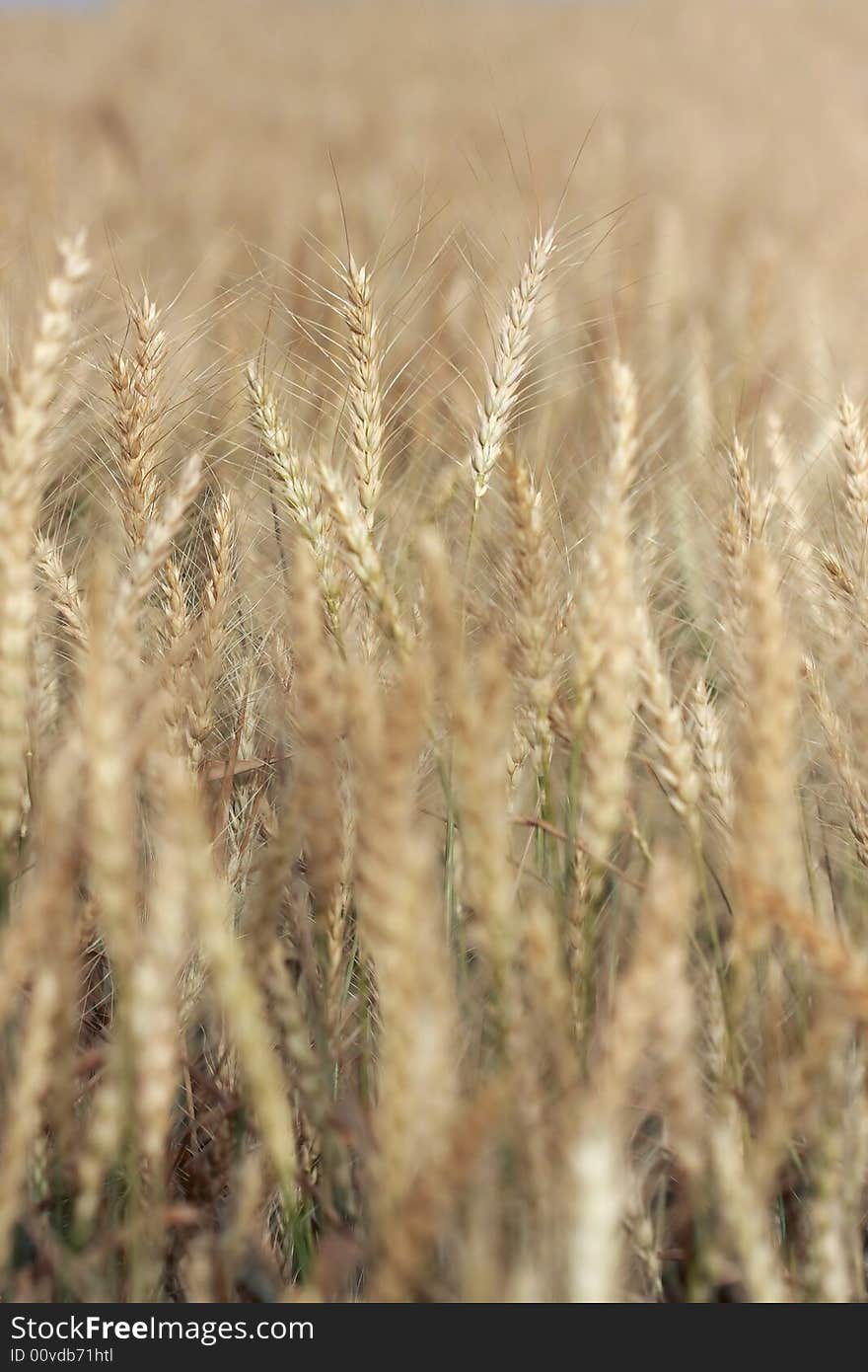 Field of wheat