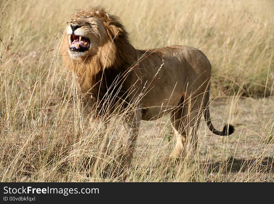 Majestic lion standing growling in the grass in the Masai Mara Reserve in Kenya