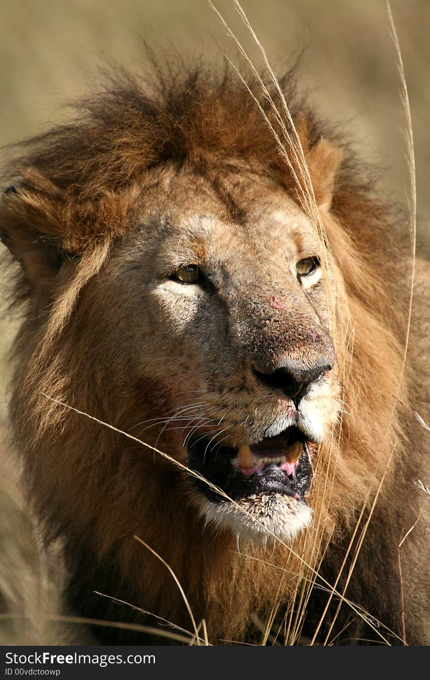 Majestic lion portrait in the grass in the Masai Mara Reserve in Kenya