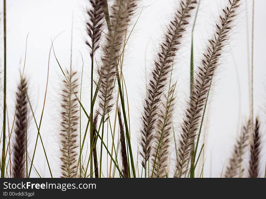 Texture pattern background herb plant