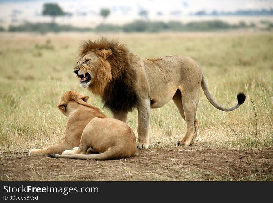 Lion cautiously approaches a Lioness on the grasslands of the Masai Mara Reserve in Kenya