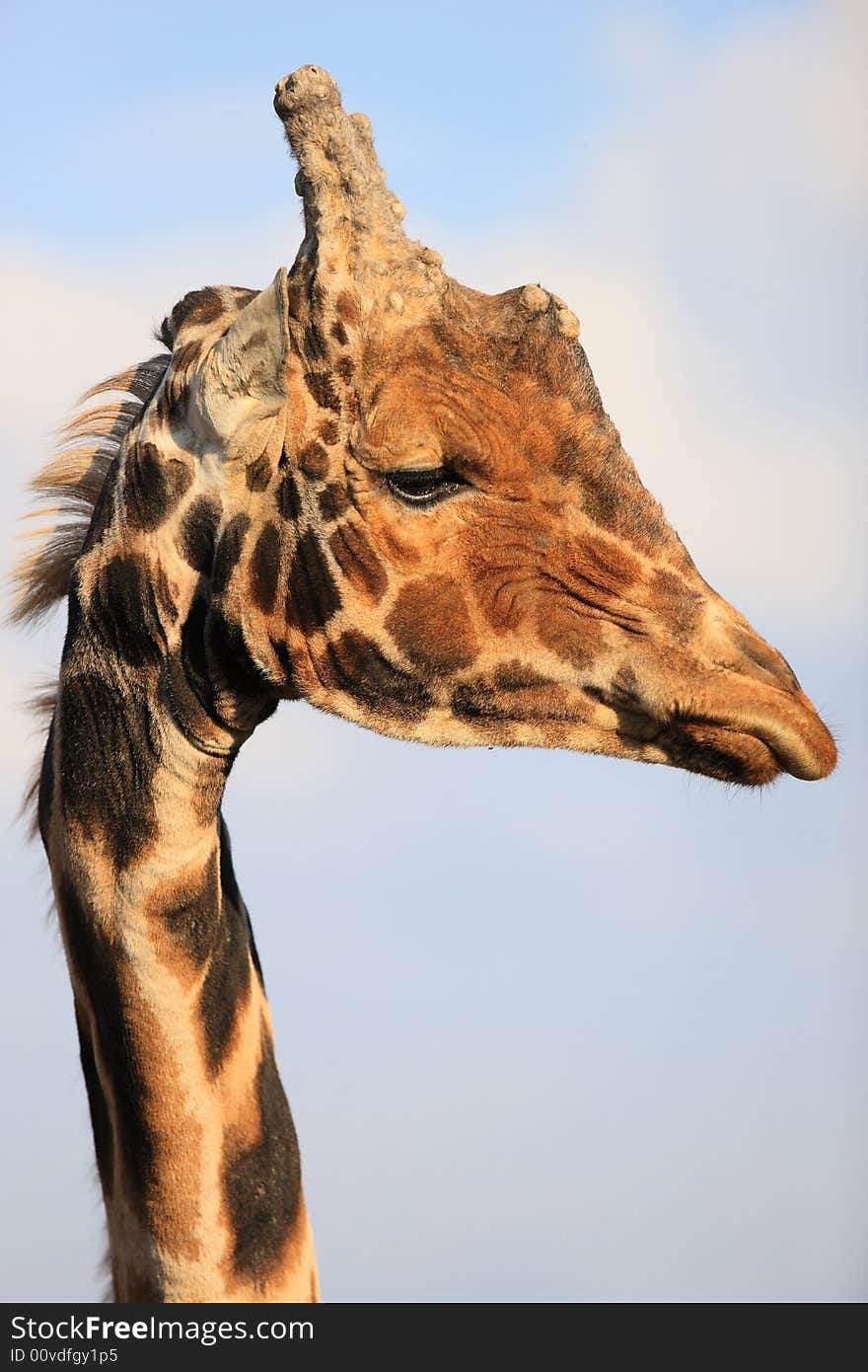 Portrait of giraffe in Africa