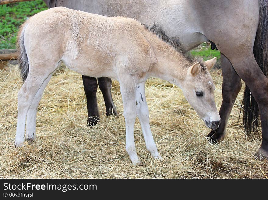 Photo of Mare and Colt on a ranch