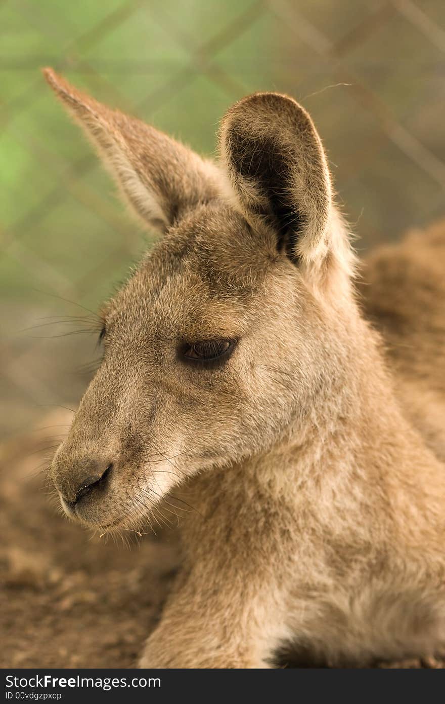 Kangoroo portrait