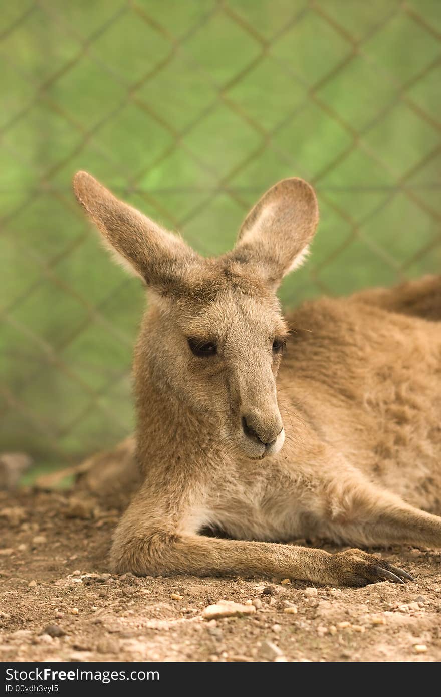 Kangoroo portrait