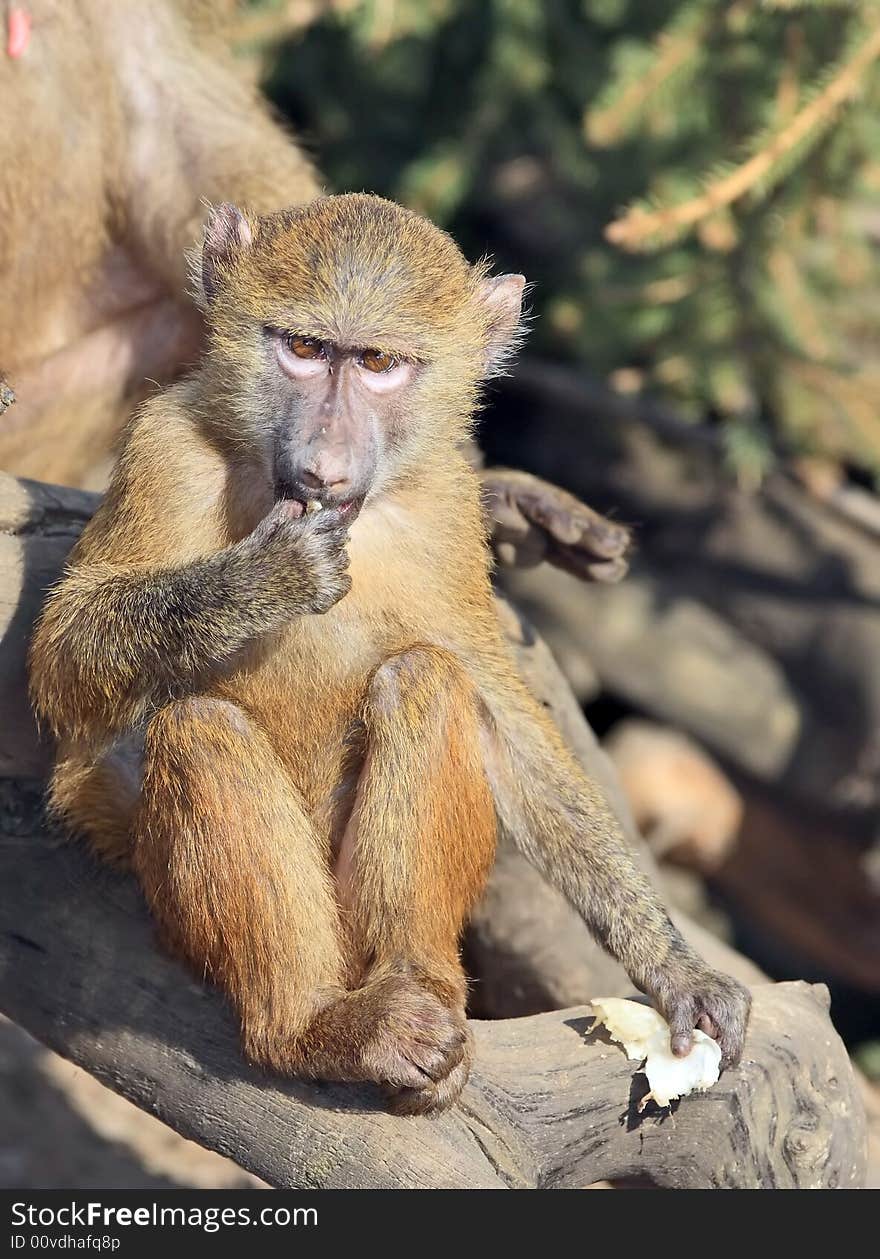 Photo of Little monkey (baboon)