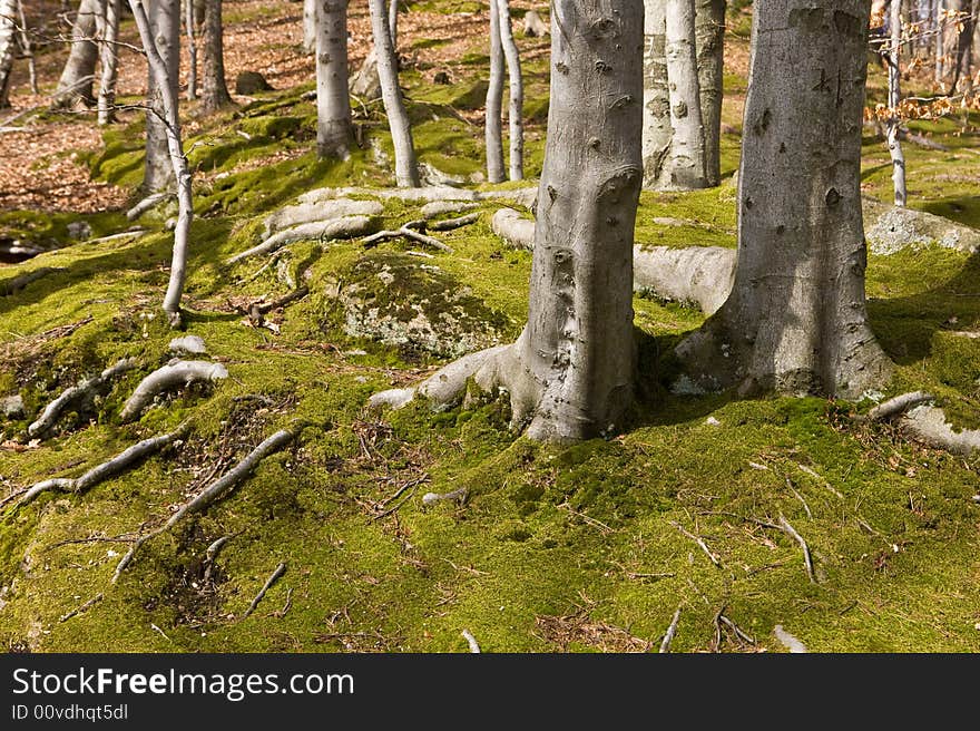 Landscapes in Karkonosze Mountains, Poland