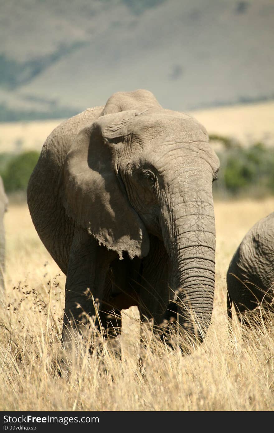 Elephant eating grass in the Masai Mara Reserve (Kenya)