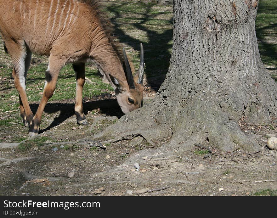 Little Eland (Taurotragus oryx)