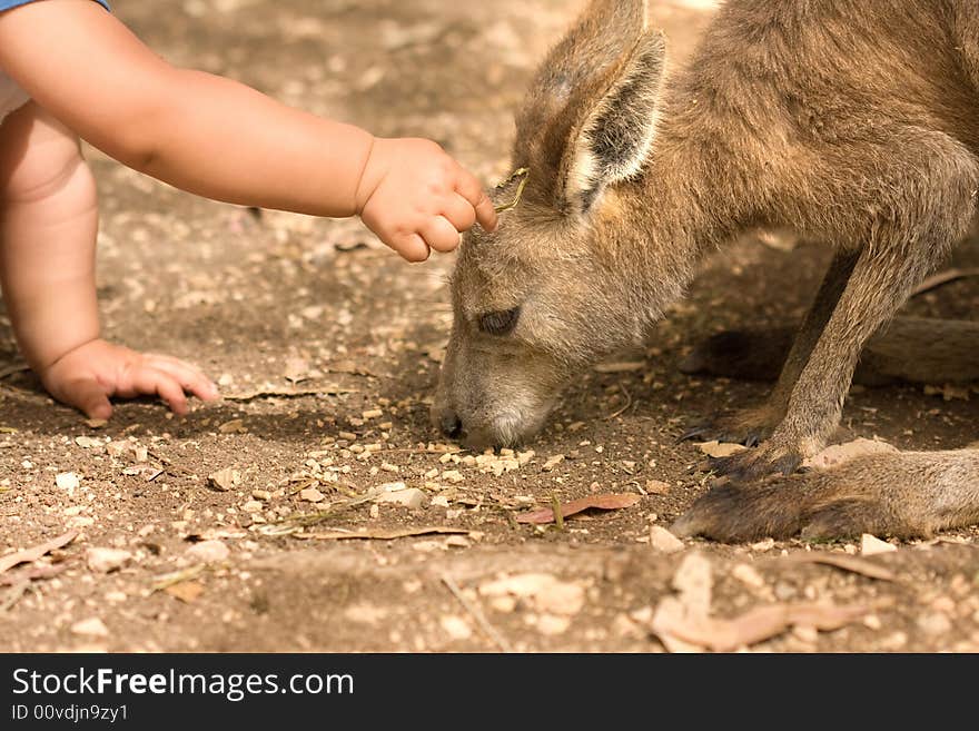 Kangaroo and human child relationship