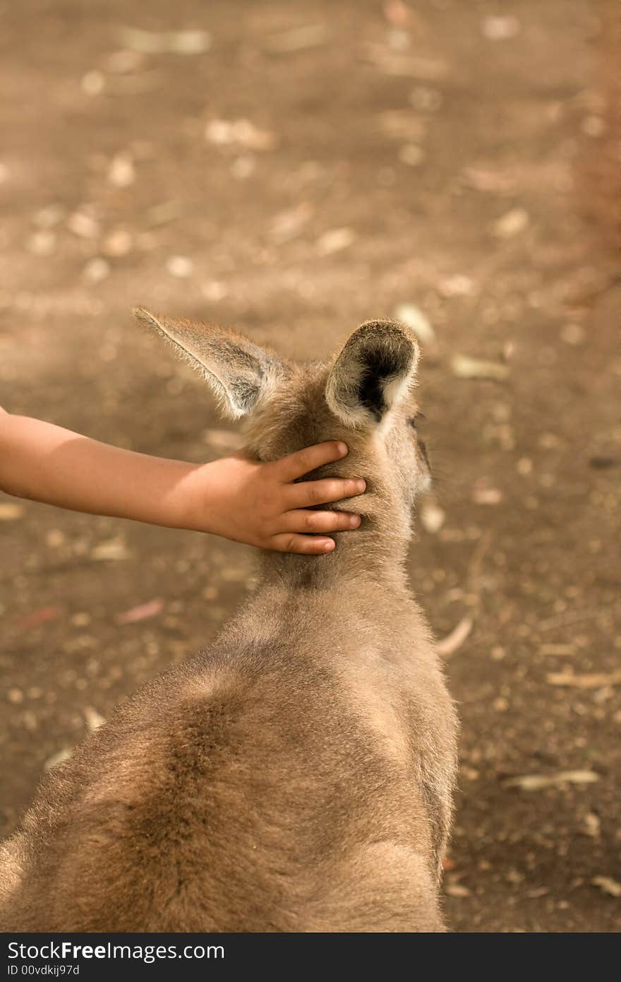 Kangaroo and human child