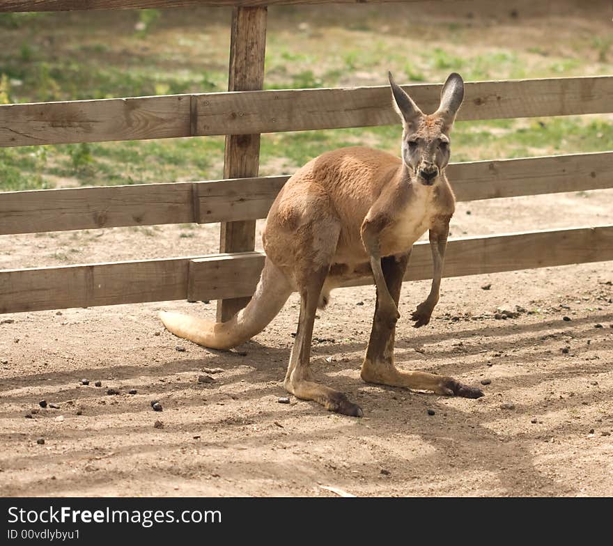 Kangoroo Portrait