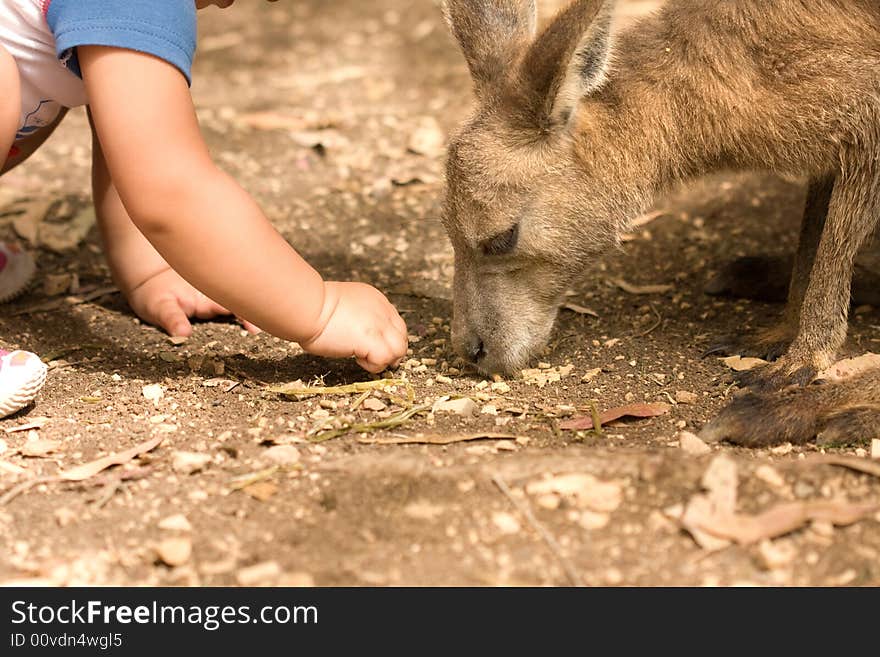 Kangaroo and human child relationship