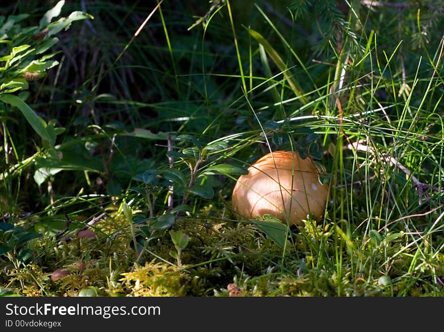 Brown russules