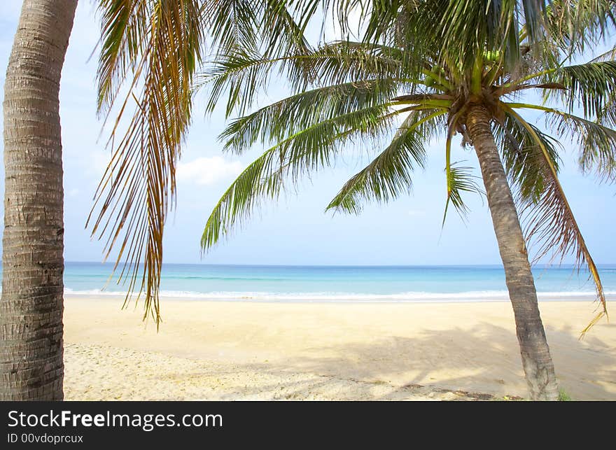 View of nice tropical empty sandy beach with some palms. View of nice tropical empty sandy beach with some palms