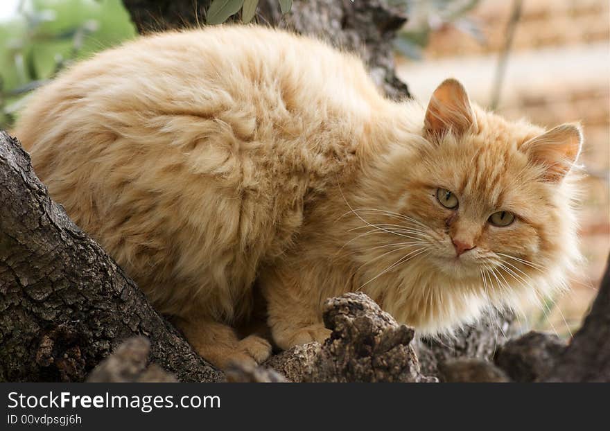 An orange cat sitting on a tree. An orange cat sitting on a tree