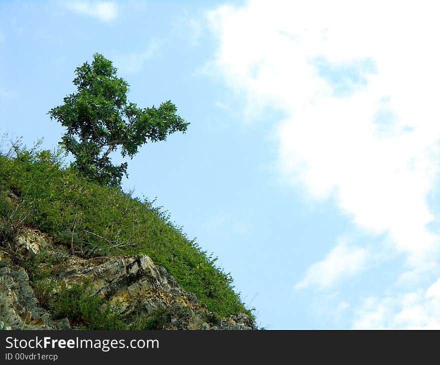 The tree grow-up on the rock. The tree grow-up on the rock