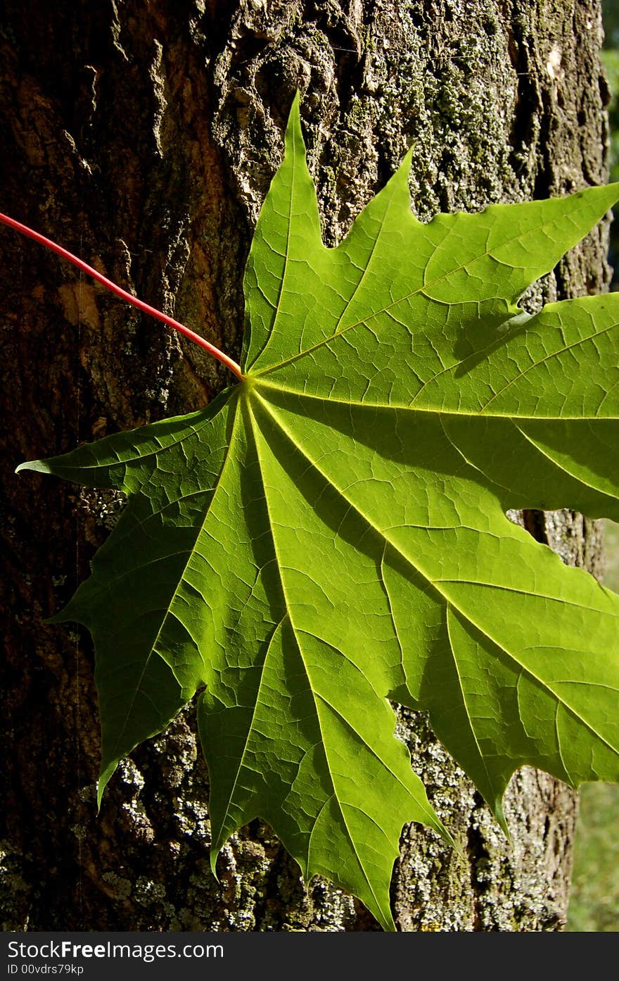 Tree, spring, maple leaf, sunlight. Tree, spring, maple leaf, sunlight.