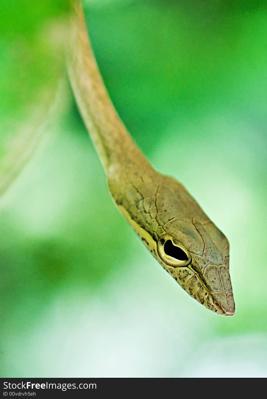 Oriental tree snake in Singapore, poking its head through a bush.