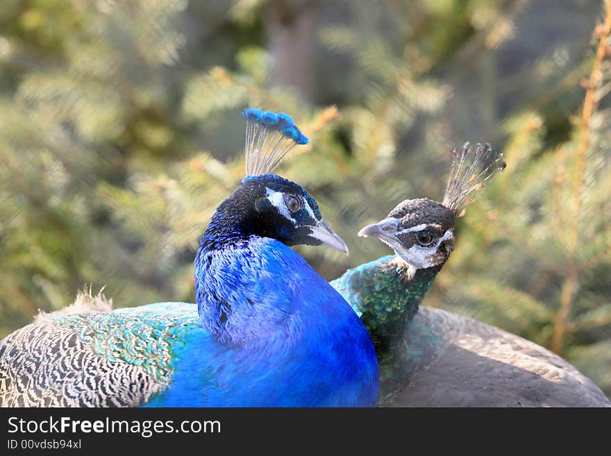 Peacocks in love