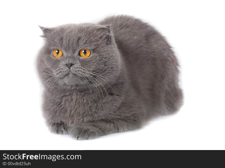 Scottish fold cat