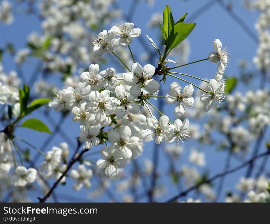 Blossoming of cherry. Please, see my another images. Blossoming of cherry. Please, see my another images.