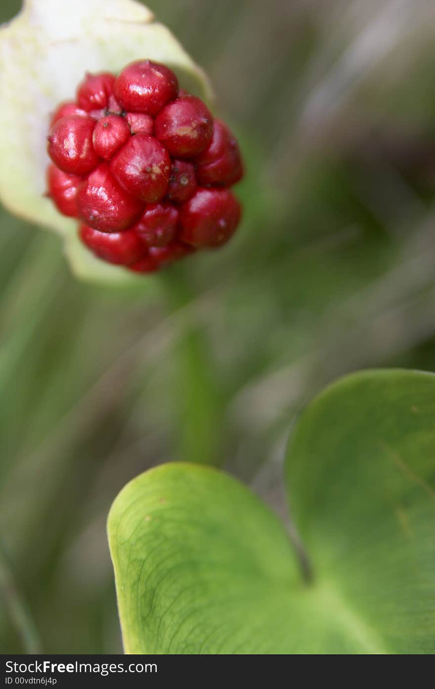 Red berries of a flower growing on a bog. Red berries of a flower growing on a bog