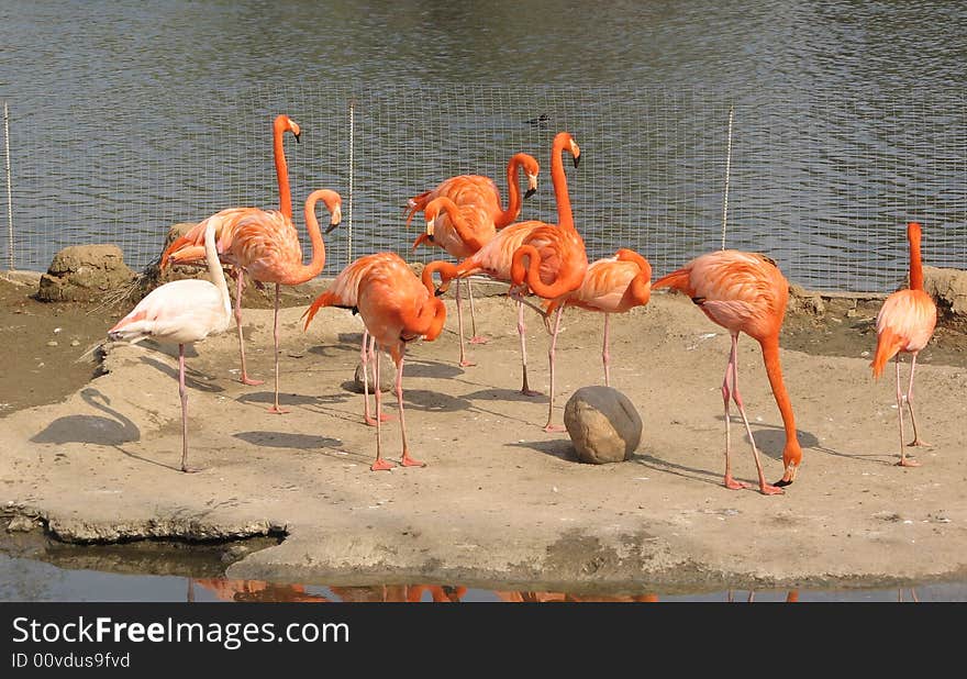 Flamingos