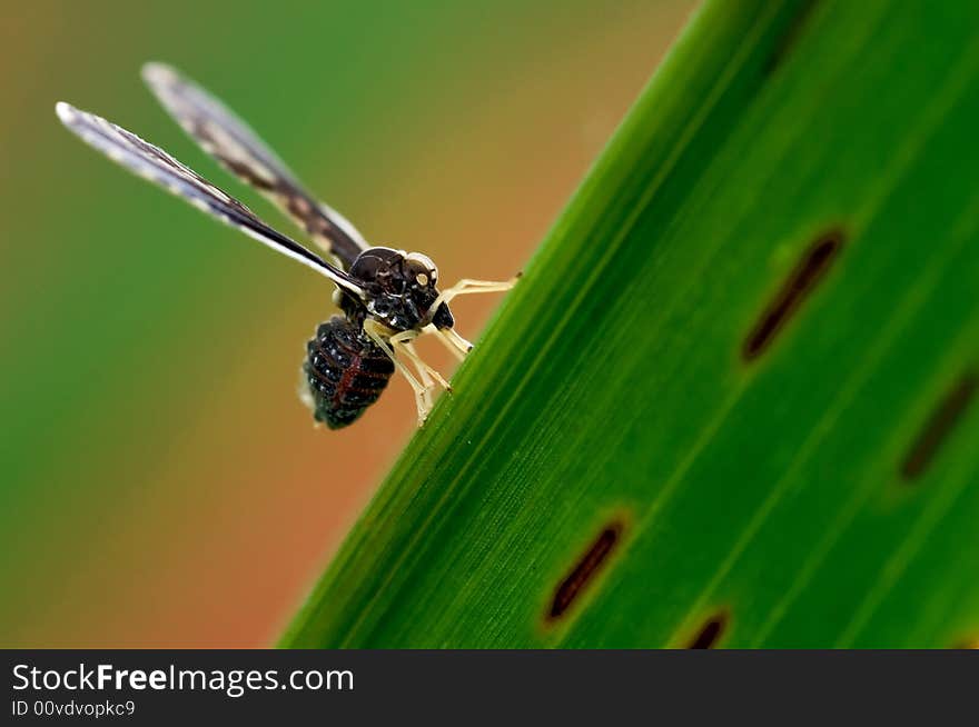 Flies On Green Leaf