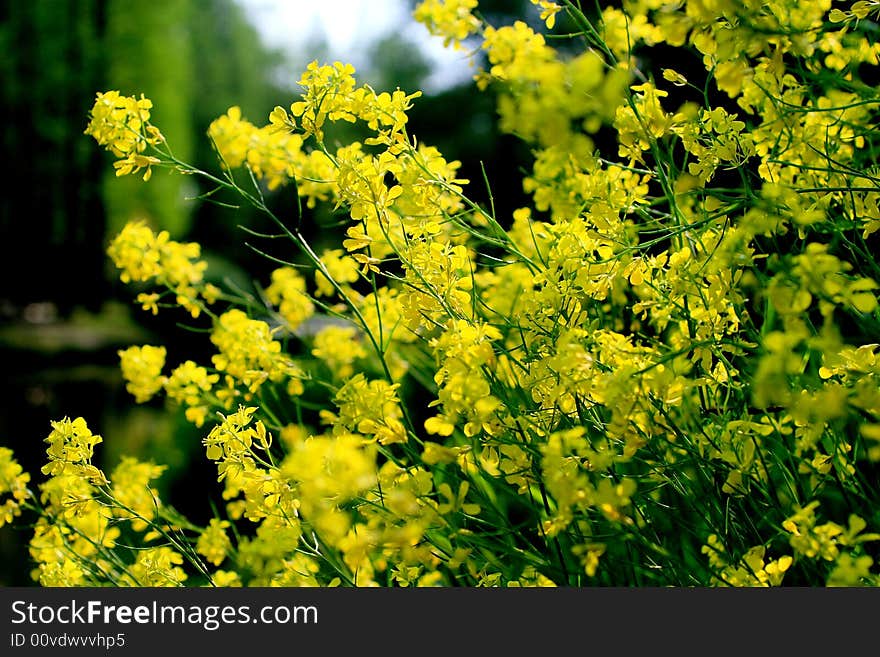 Nameless yellow flower.It is good to use as background. Nameless yellow flower.It is good to use as background.