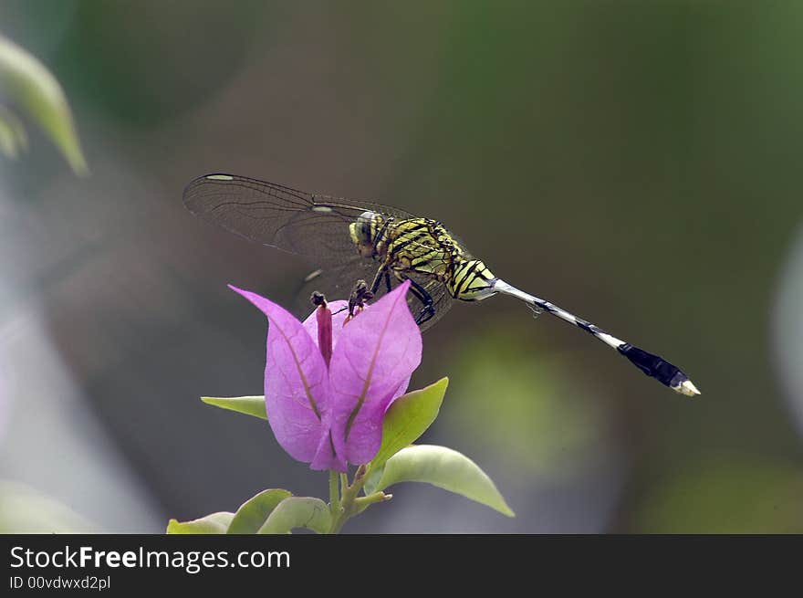 The dragon fly on the pink flower