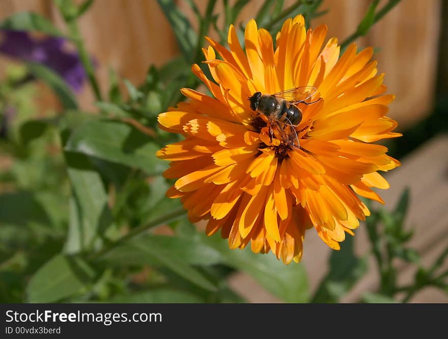 Bee on flower