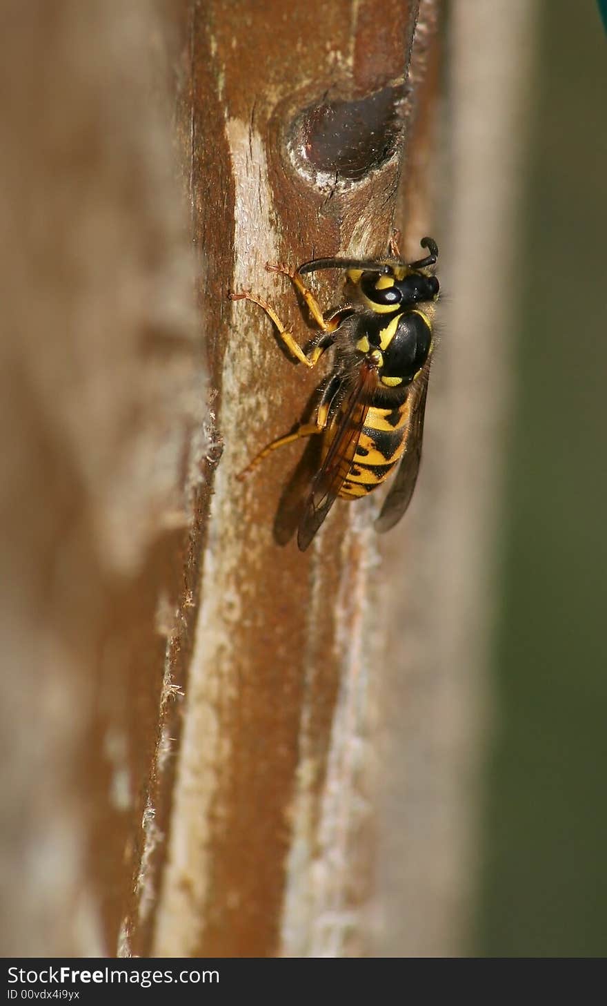 A wasp on a wooden wall