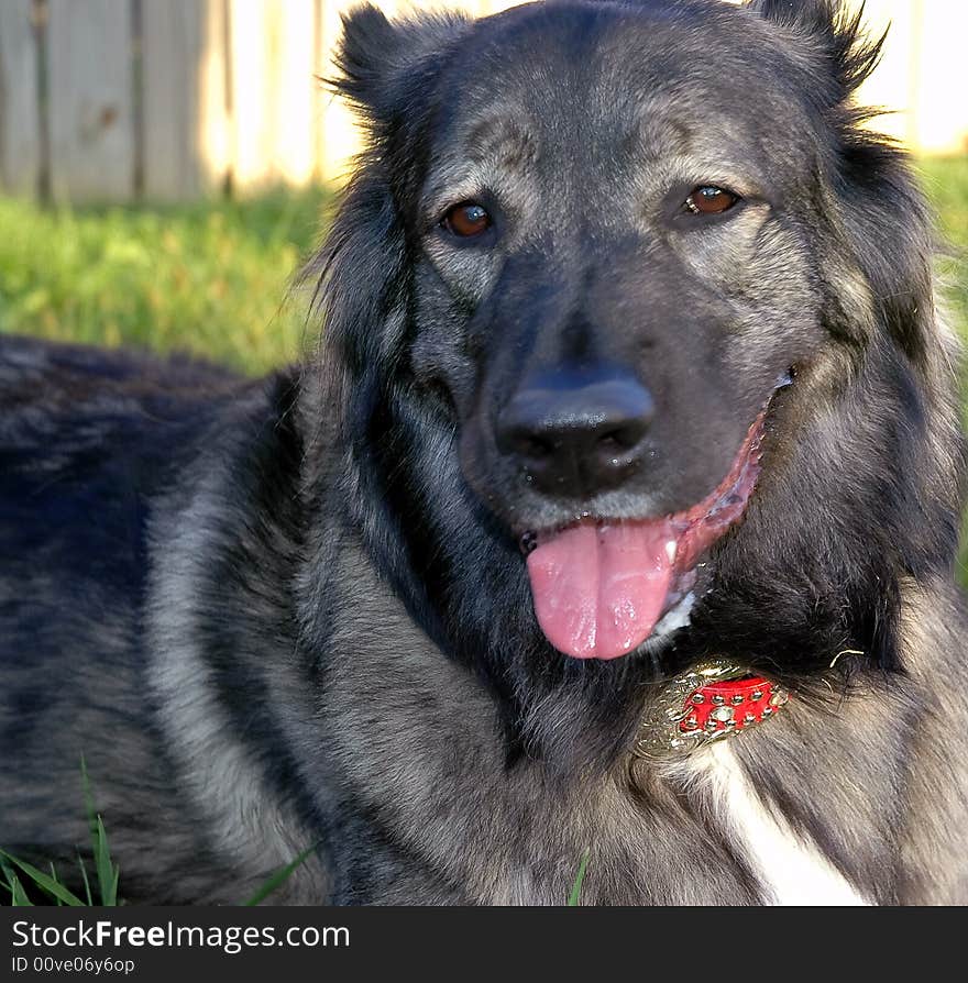 A beautiful smiling long haired dog. A beautiful smiling long haired dog.