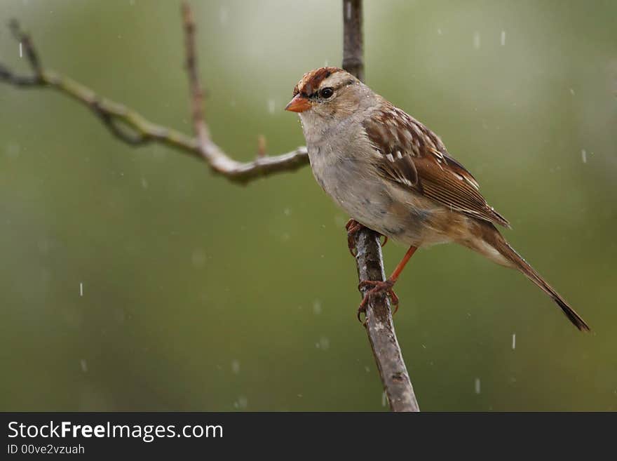 White Crowned Sparrow