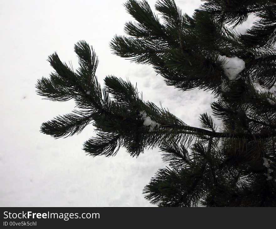 A detail of a branch in winter