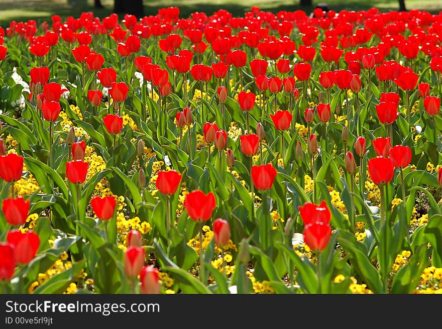 Tulips