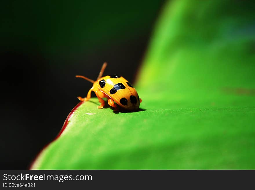 Yellow ladybug on the green leaf in a sunny day