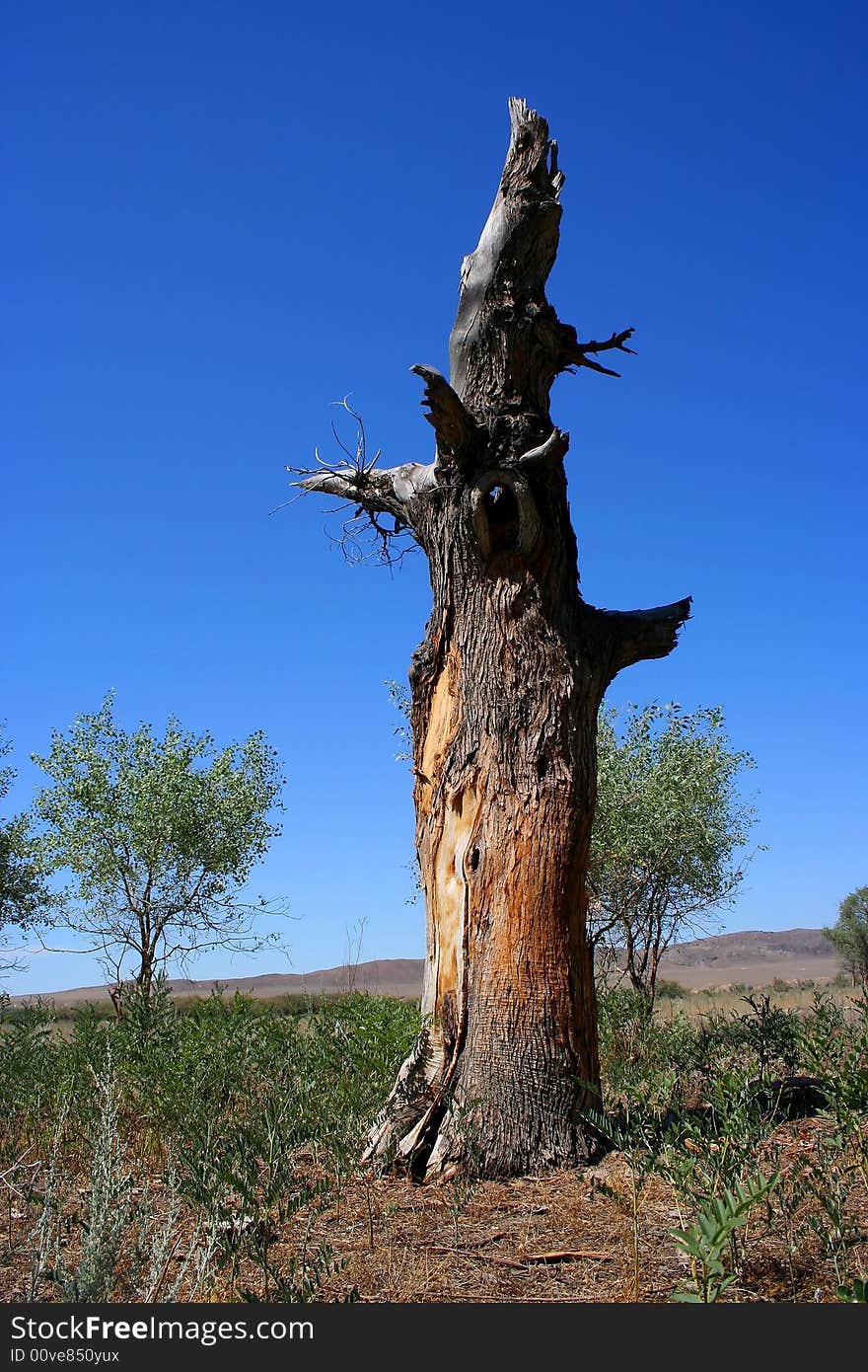 Dead tree on hill,landscaped