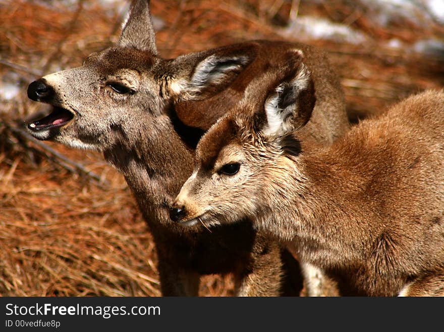 Young mule deer browsing in early spring. Young mule deer browsing in early spring