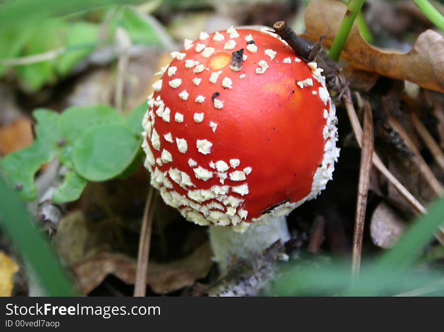 This is pretty little mashroom which is very health hazard for people. This is pretty little mashroom which is very health hazard for people