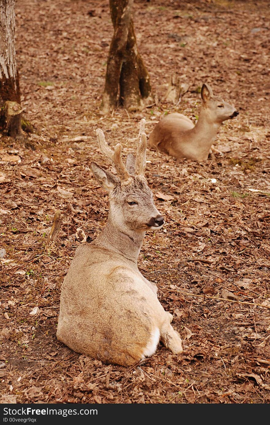 Two wild roe deers in a forest