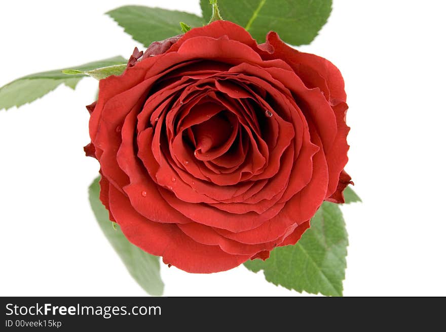 Red rose with dew drops isolated on white