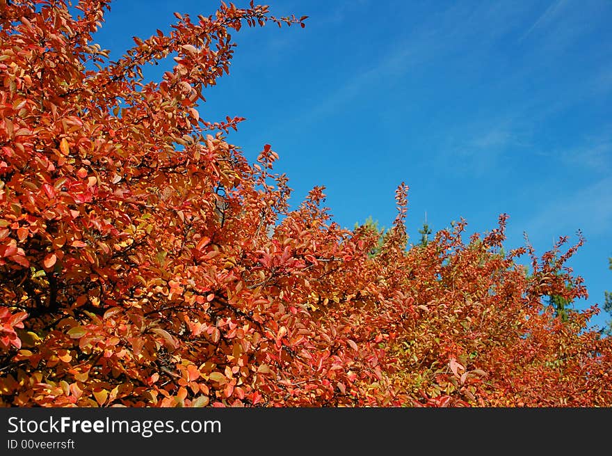 Red autumn leaves on a bush shot from a low angle