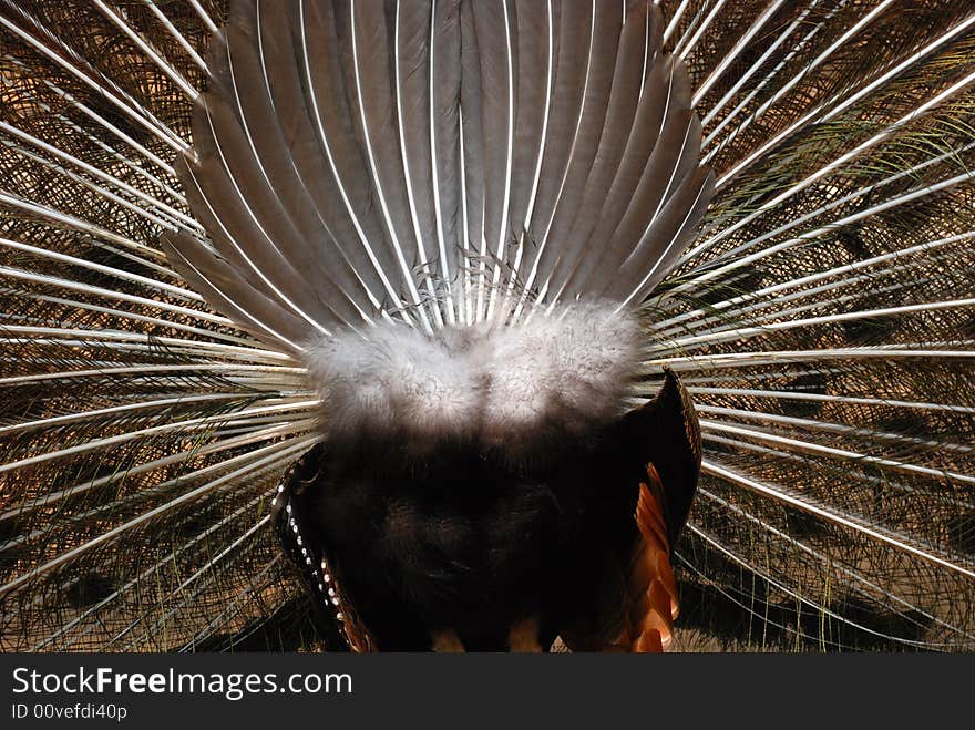 The peacock rear tail